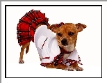 Piesek, Chihuahua, Ubranko