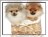 Psy, Chihuahua, Koszyk