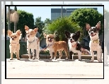 Pi��, Piesk�w, Chihuahua